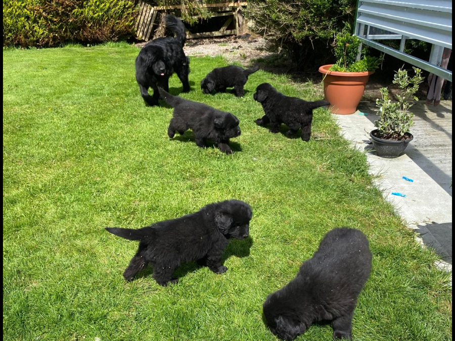 Beautiful Newfoundland puppies in Galway 5